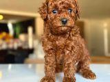 Tcap Ve Toy Poodle Burada