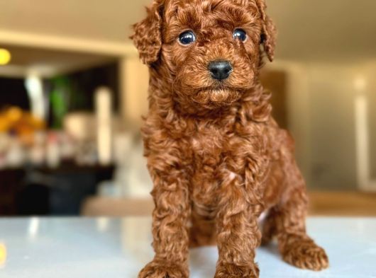Tcap Ve Toy Poodle Burada görsel
