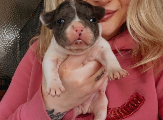 Fransız Bulldog Bebeklerimiz görsel