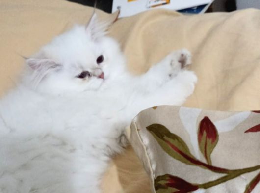 Güzel Kızımıza Damat Ariyoruz görsel