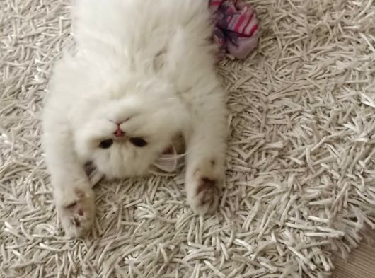 Güzel Kızımıza Damat Ariyoruz görsel