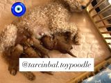 Ev Doğumu Poodle