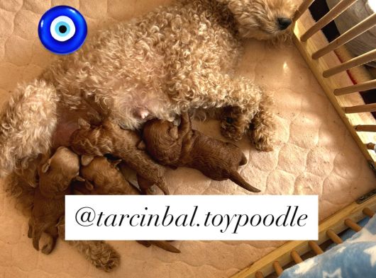 Ev Doğumu Poodle görsel