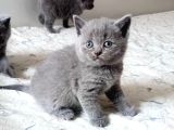 Rezerveye müsait British Shorthair Golden ve Blue Yavrular