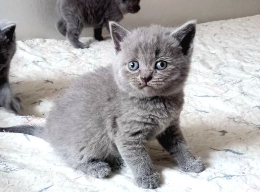Rezerveye Müsait British Shorthair Golden Ve Blue Yavrular