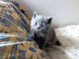 Rezerveye Müsait British Shorthair Golden Ve Blue Yavrular