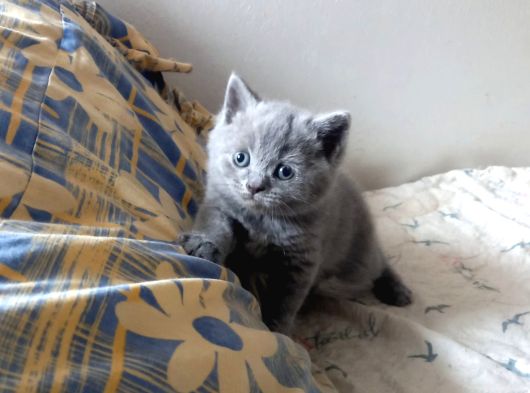 Rezerveye Müsait British Shorthair Golden Ve Blue Yavrular görsel