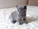 Rezerveye Müsait British Shorthair Golden Ve Blue Yavrular