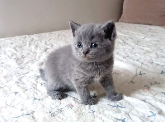 Rezerveye Müsait British Shorthair Golden Ve Blue Yavrular görsel