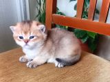 Rezerveye Müsait British Shorthair Golden Ve Blue Yavrular