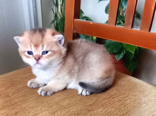 Rezerveye Müsait British Shorthair Golden Ve Blue Yavrular görsel