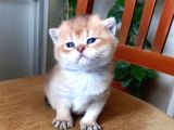 Rezerveye Müsait British Shorthair Golden Ve Blue Yavrular