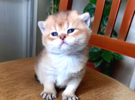 Rezerveye Müsait British Shorthair Golden Ve Blue Yavrular görsel