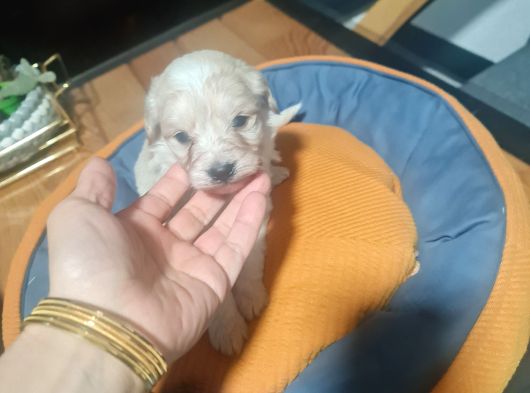 Çok Büyümeyen Minyatür Minnaklarım görsel