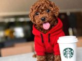 RESİMLER ORJİNAL IRK  VE SAĞLIK GARANTİLİ POODLE BEBEKLERİ
