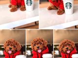 Resi̇mler Orji̇nal Irk  Ve Sağlik Garanti̇li̇ Poodle Bebekleri̇