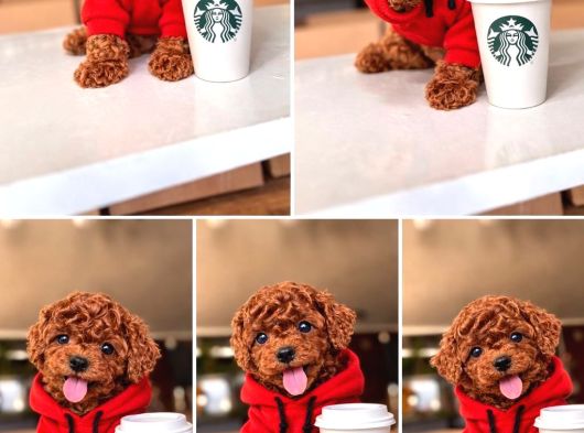 Resi̇mler Orji̇nal Irk  Ve Sağlik Garanti̇li̇ Poodle Bebekleri̇ görsel