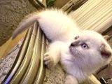 Scottish Fold Bluepoint Erkek