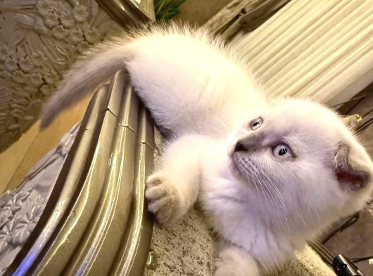 Scottish Fold Bluepoint Erkek görsel