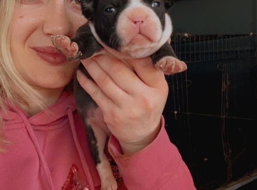 Fransız Bulldog Bebeklerimiz görsel