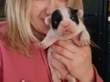 Fransız Bulldog Bebeklerimiz
