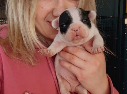 Fransız Bulldog Bebeklerimiz görsel
