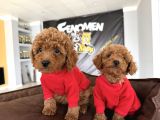 Renk Renk Gerçek Toy Poodle Yavrularimiz Belgeli̇ Ankara Da