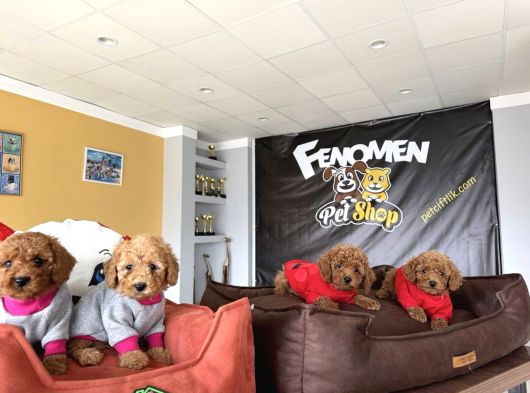 Renk Renk Gerçek Toy Poodle Yavrularimiz Belgeli̇ Ankara Da görsel