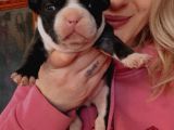 Fransız Bulldog Bebeklerimiz