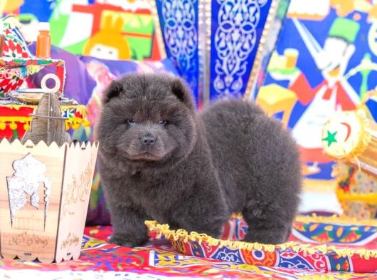 Özel Renk Türkiyede Tek Blue Chow Chow Yavrumuz