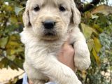 Bebek Yüzlü Golden Retriever Yavrular