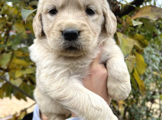 Bebek Yüzlü Golden Retriever Yavrular görsel