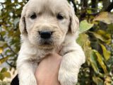 Bebek Yüzlü Golden Retriever Yavrular