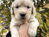 Bebek Yüzlü Golden Retriever Yavrular
