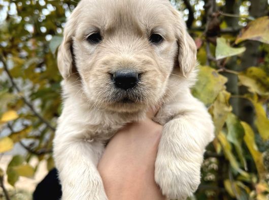 Bebek Yüzlü Golden Retriever Yavrular
