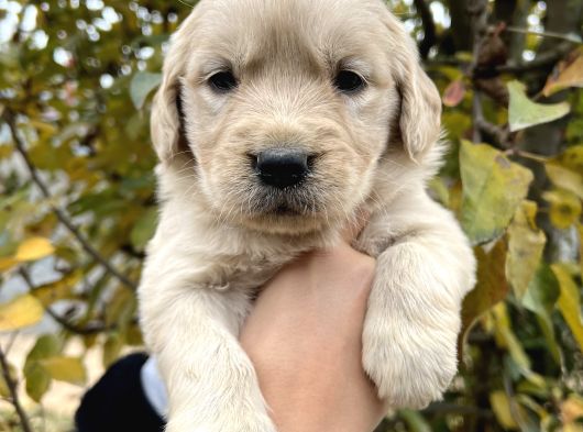 Bebek Yüzlü Golden Retriever Yavrular görsel