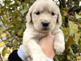 Bebek Yüzlü Golden Retriever Yavrular