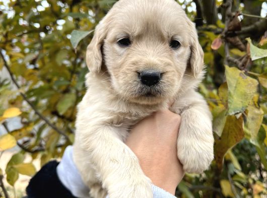 Bebek Yüzlü Golden Retriever Yavrular görsel
