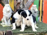 En Zeki Köpek Irkı Border Collie Yavrularımız
