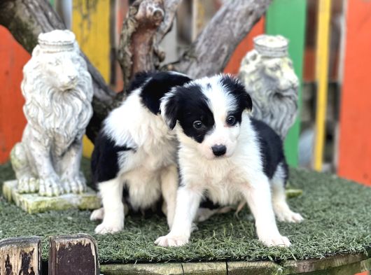 En Zeki Köpek Irkı Border Collie Yavrularımız görsel