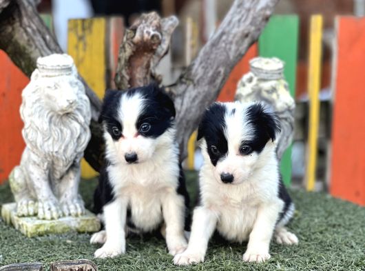 En Zeki Köpek Irkı Border Collie Yavrularımız görsel