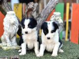 En Zeki Köpek Irkı Border Collie Yavrularımız