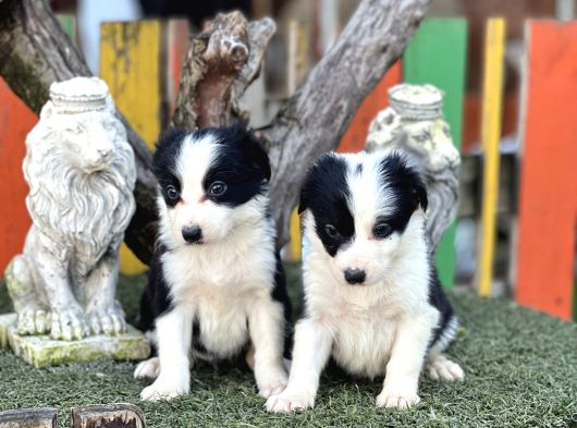 En Zeki Köpek Irkı Border Collie Yavrularımız görsel