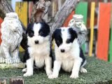 En zeki köpek ırkı Border Collie Yavrularımız