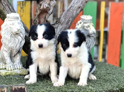 En Zeki Köpek Irkı Border Collie Yavrularımız