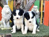 En Zeki Köpek Irkı Border Collie Yavrularımız