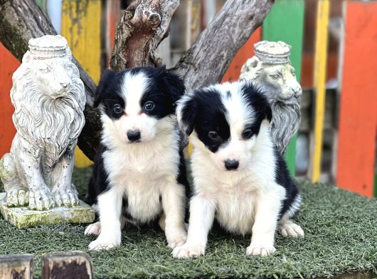 En Zeki Köpek Irkı Border Collie Yavrularımız görsel