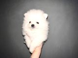 Nadir Denk gelen Orjinal Kilo Garantili Pomeranian Boo Bebiş