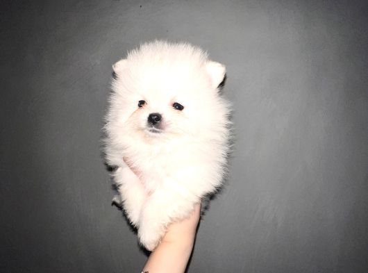 Nadir Denk Gelen Orjinal Kilo Garantili Pomeranian Boo Bebiş