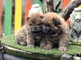 Chow Chow Üst Kalite Yavrular